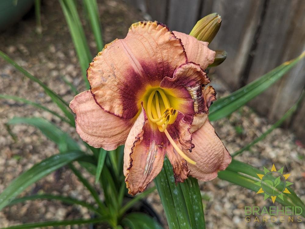 Daylily  Daring Deception - NO SHIP -