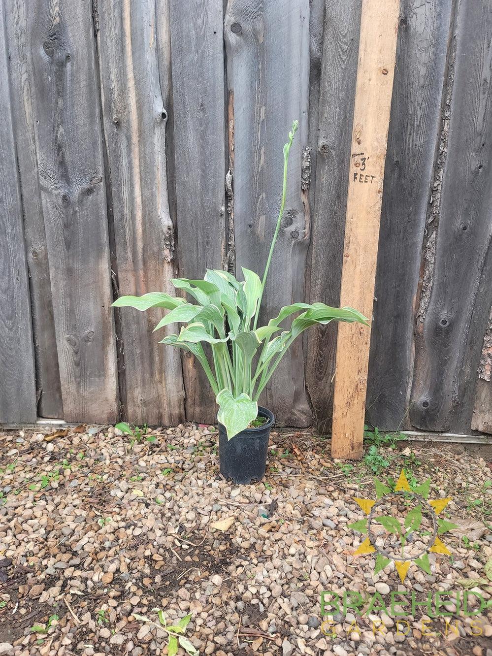 Hosta Regal Splendor -NO SHIP -