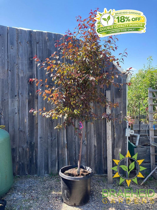 Pink Spires Flowering Crabapple- Tree for sale, Grown in Grande Prairie -Braeheid Gardens Ltd. on Emerson Trail