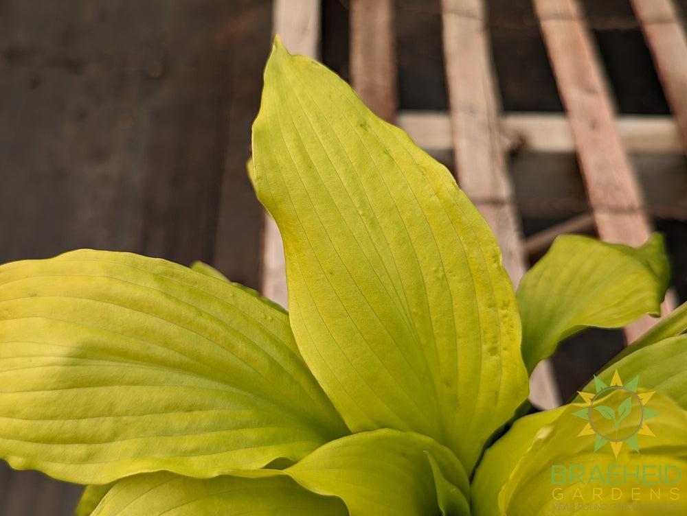 Hosta 'Dancing Queen' - NO SHIP -