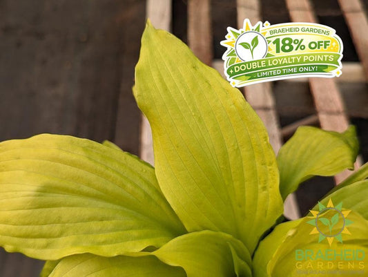 Hosta 'Dancing Queen' - NO SHIP -