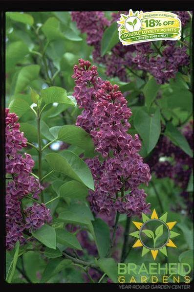 Congo French Lilac