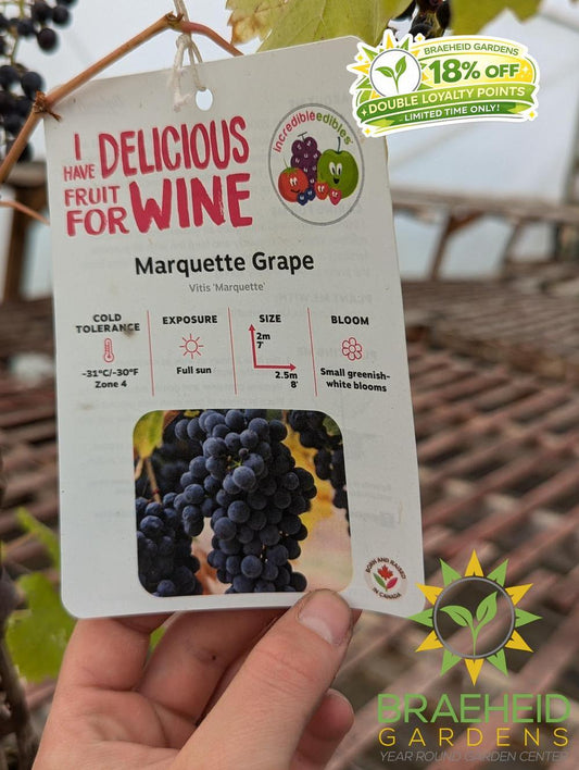 Buy Marquette Grape Ivy an Vine in Grande Prairie Alberta - Braeheid Gardens Ltd.