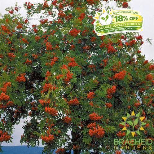 European Mountain Ash- Tree for sale, Grown in Grande Prairie -Braeheid Gardens Ltd. on Emerson Trail