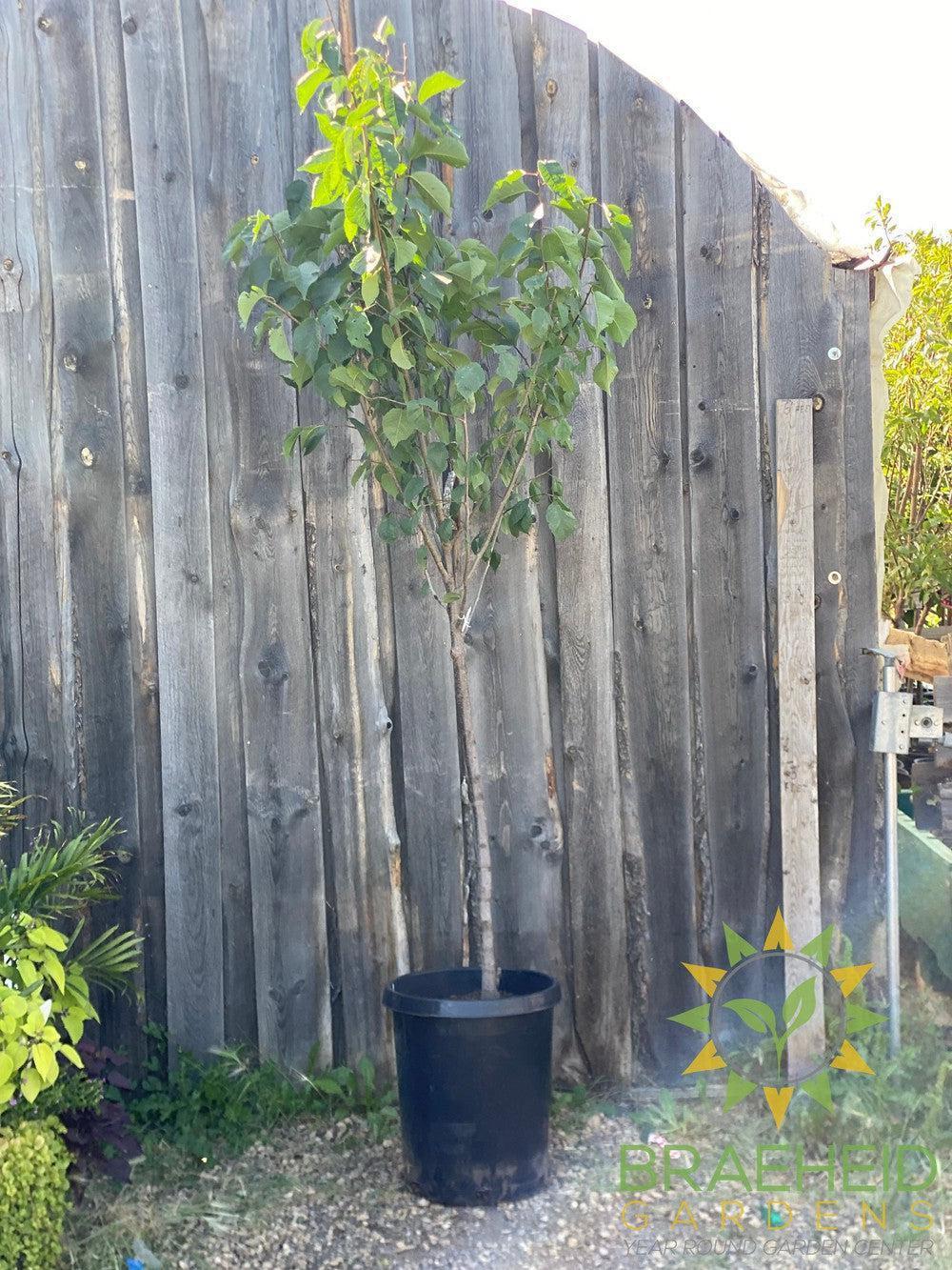 Princess Kay Plum- Tree for sale, Grown in Grande Prairie -Braeheid Gardens Ltd. on Emerson Trail