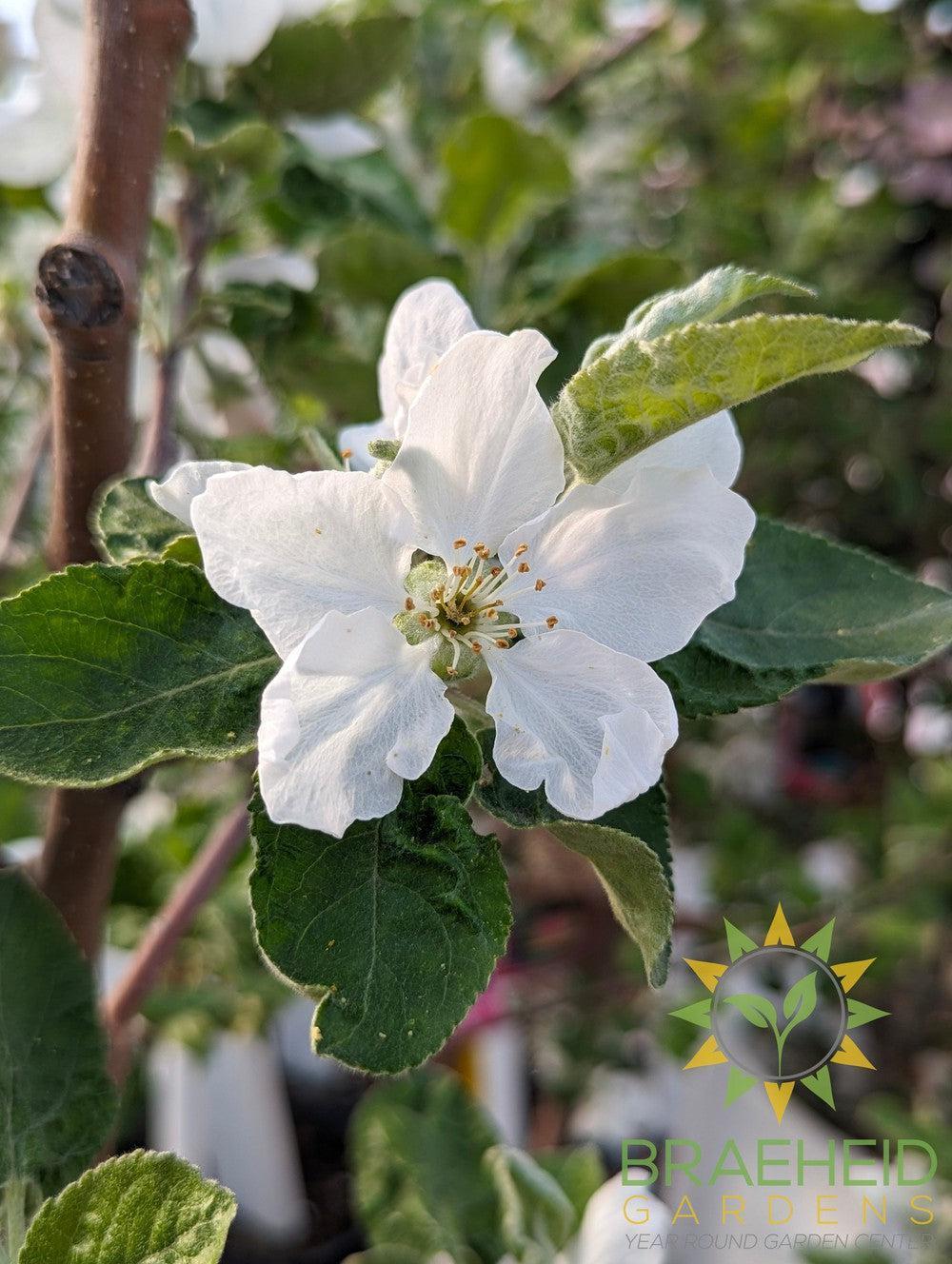 Goodland Apple- Tree for sale, Grown in Grande Prairie -Braeheid Gardens Ltd. on Emerson Trail