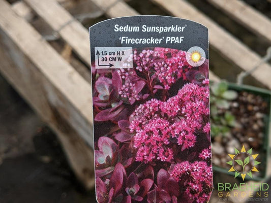 Sedum Sunsparkler 'Firecracker' PPAF