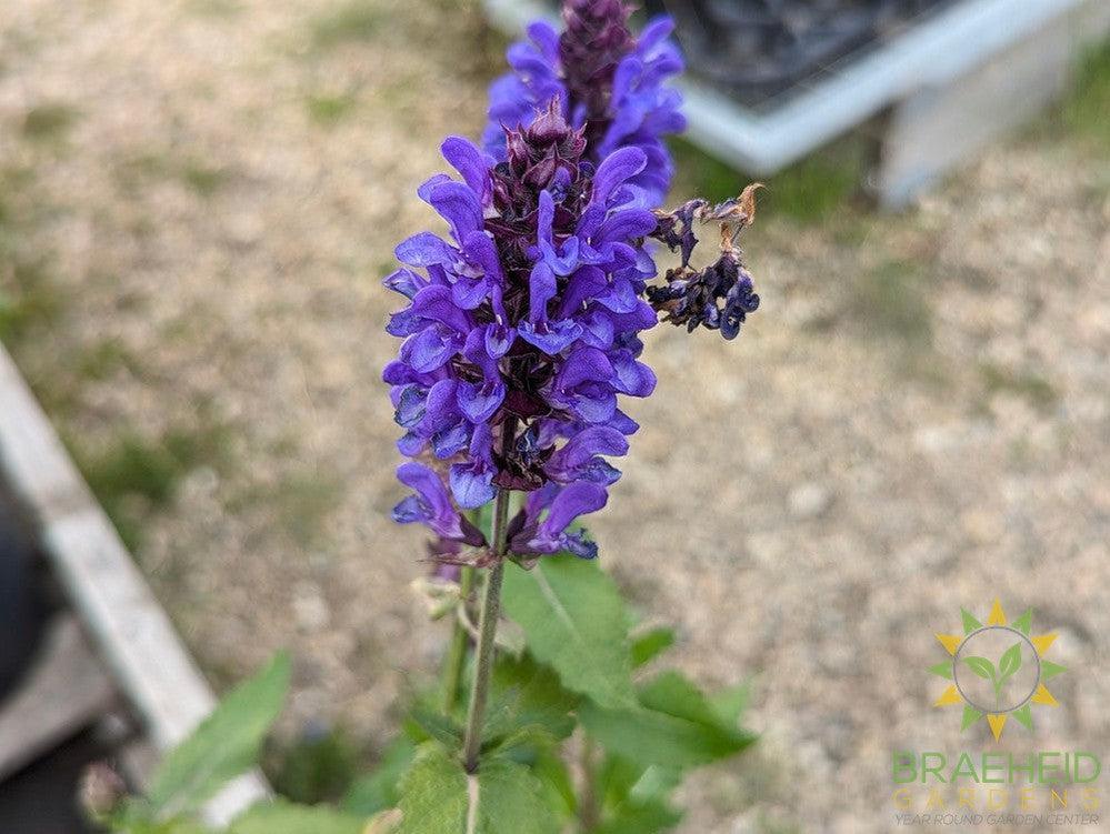 Salvia Sage 'Blue Marvel' - NO SHIP -