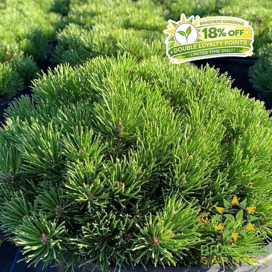 Mitsch Mini Mugo Pine