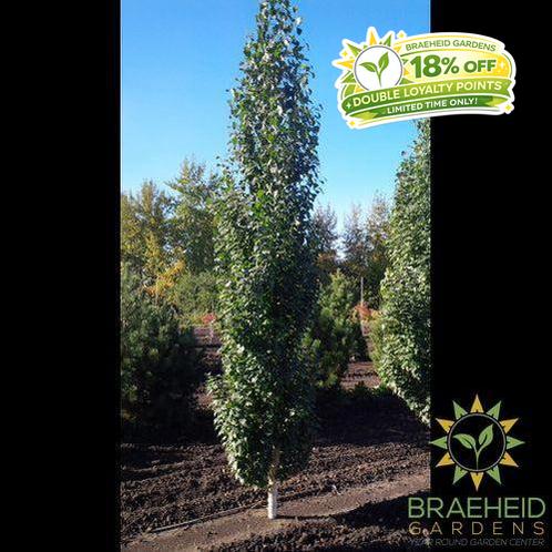 Parkland Pillar™ Birch- Tree for sale, Grown in Grande Prairie -Braeheid Gardens Ltd. on Emerson Trail