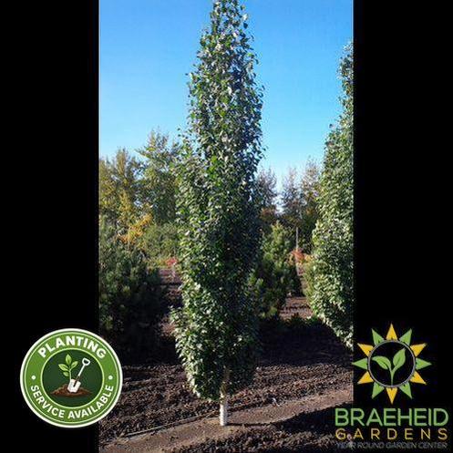 Parkland Pillar™ Birch- Tree for sale, Grown in Grande Prairie -Braeheid Gardens Ltd. on Emerson Trail