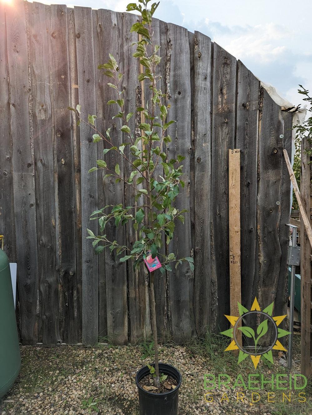 Parkland Apple- Tree for sale, Grown in Grande Prairie -Braeheid Gardens Ltd. on Emerson Trail