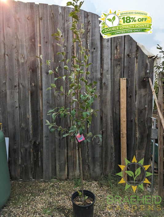 Parkland Apple- Tree for sale, Grown in Grande Prairie -Braeheid Gardens Ltd. on Emerson Trail
