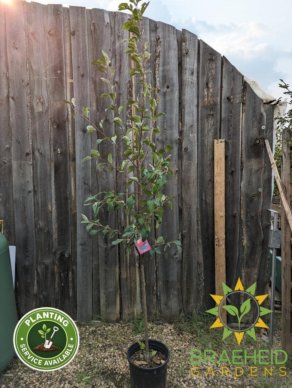 Parkland Apple- Tree for sale, Grown in Grande Prairie -Braeheid Gardens Ltd. on Emerson Trail