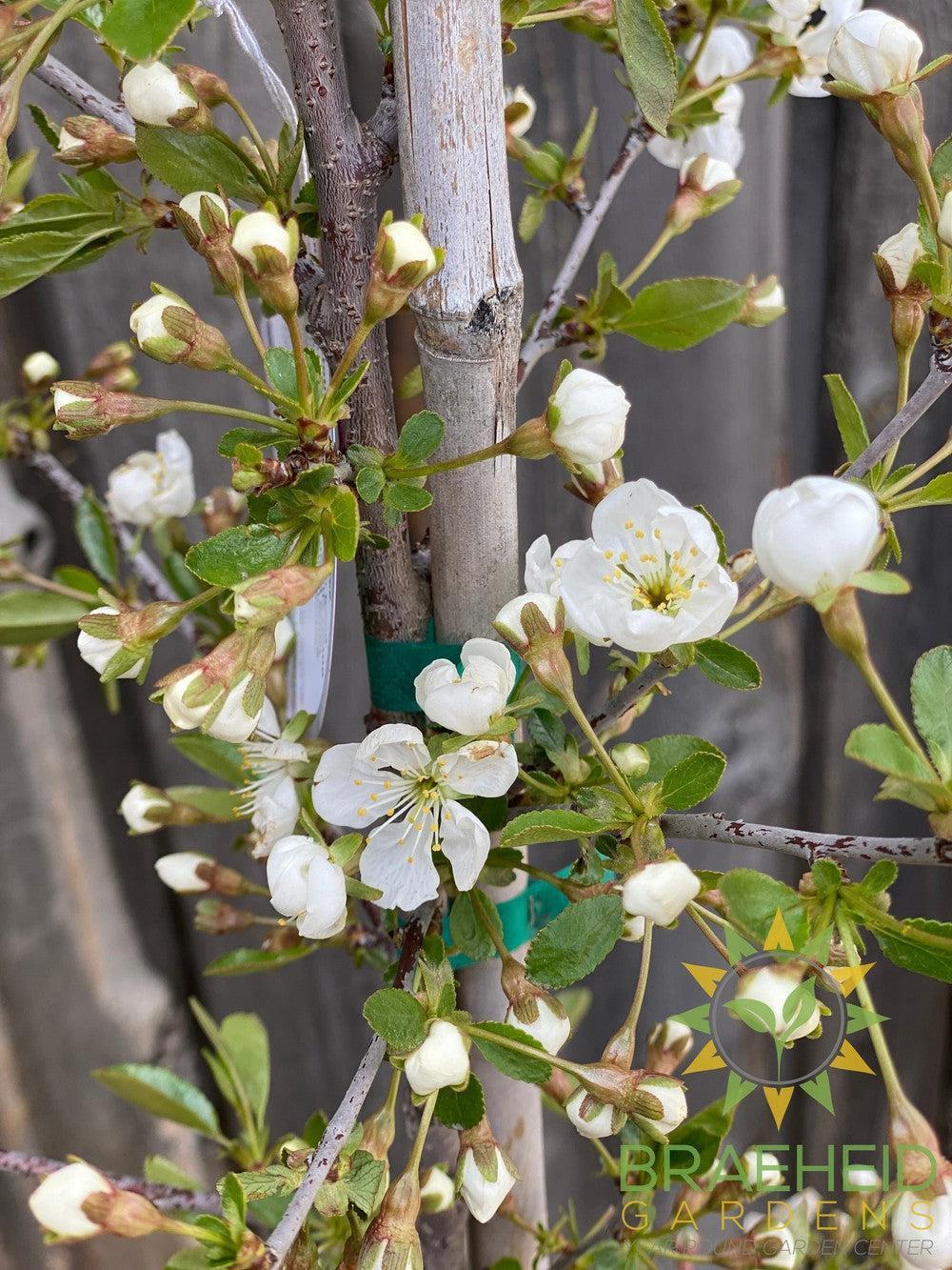 Browse Grande Prairie Cherry Trees & Shrubs | Cold Hardy | Browse