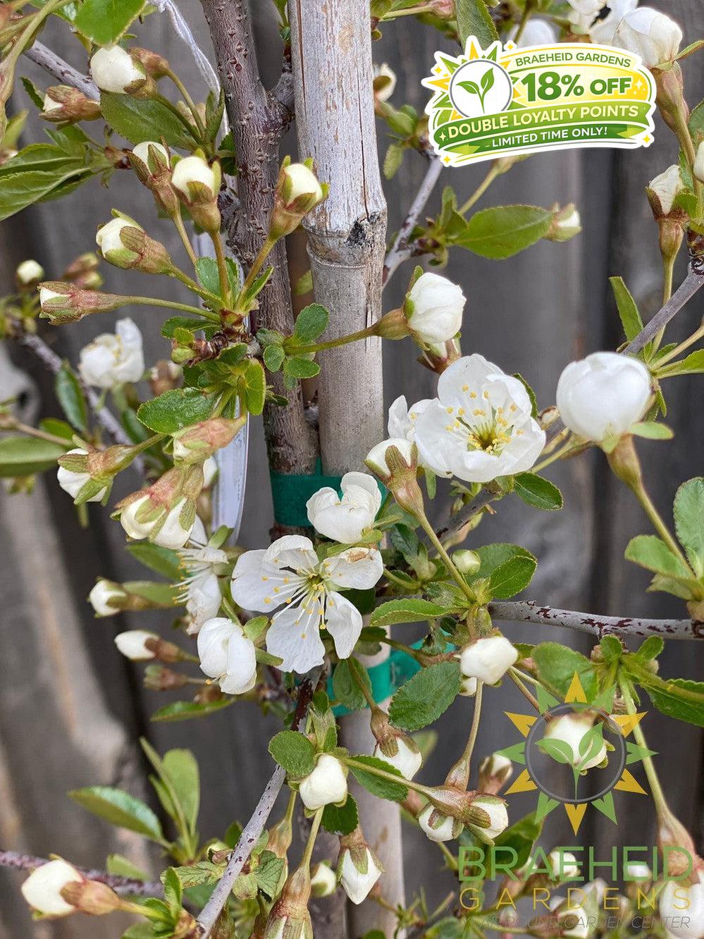 Juliet Cherry Tree- Tree for sale, Grown in Grande Prairie -Braeheid Gardens Ltd. on Emerson Trail