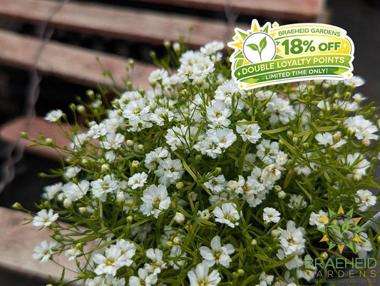 Gypsophila 'Gypsy White' - NO SHIP -