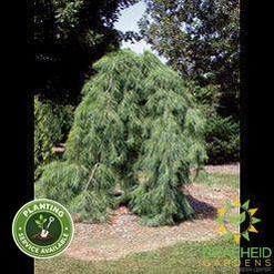 Weeping White Pine- Tree for sale, Grown in Grande Prairie -Braeheid Gardens Ltd. on Emerson Trail