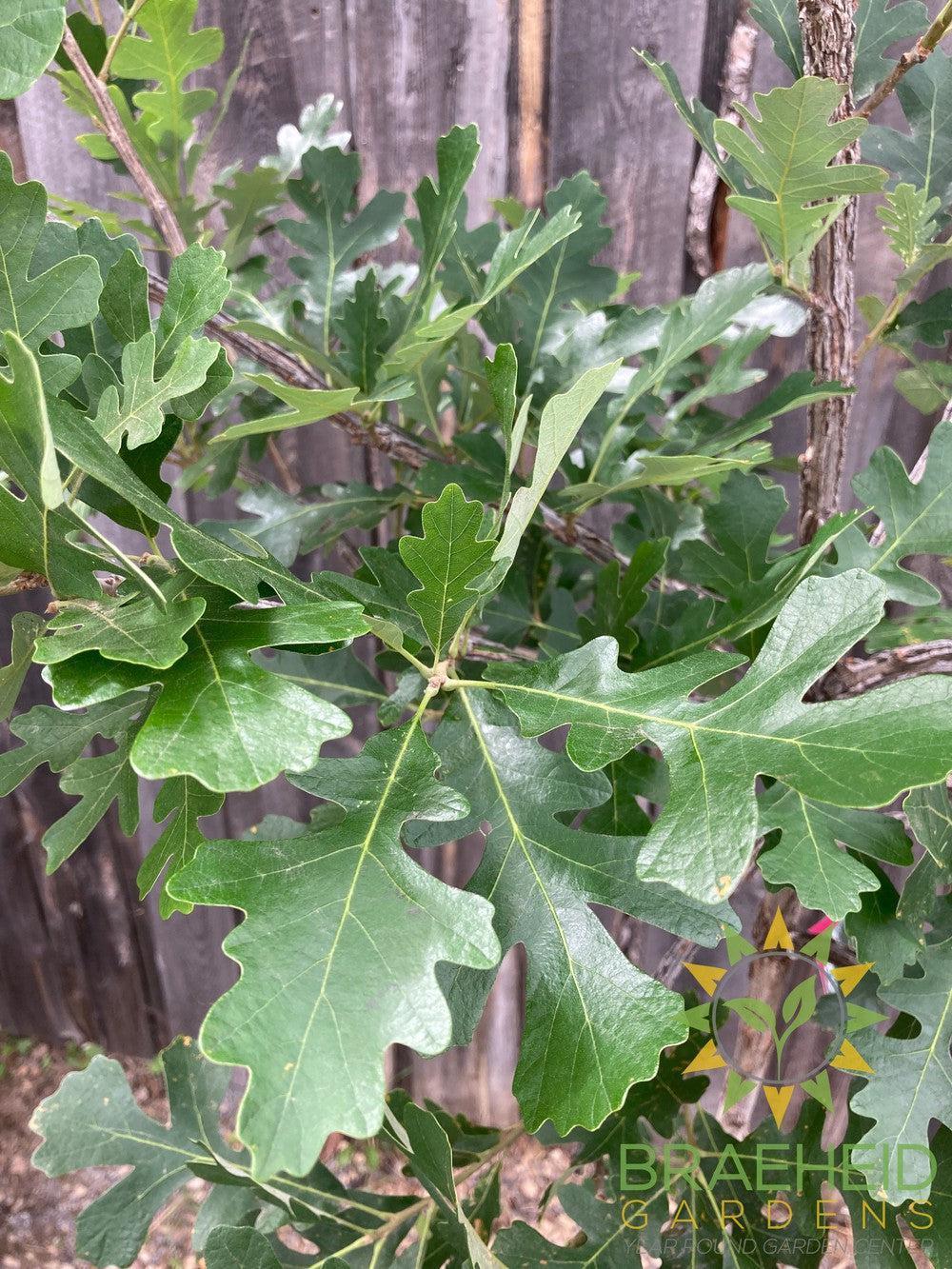 Bur Oak- Tree for sale, Grown in Grande Prairie -Braeheid Gardens Ltd. on Emerson Trail
