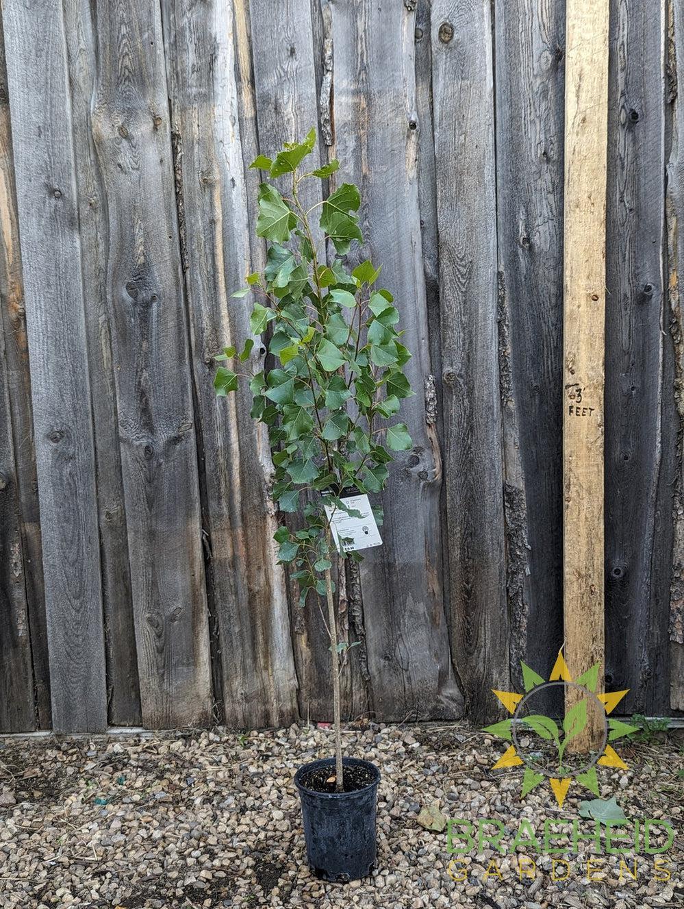 Prairie Sky Poplar- Tree for sale, Grown in Grande Prairie -Braeheid Gardens Ltd. on Emerson Trail