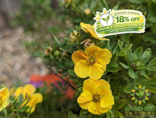 Marmalade™ Potentilla