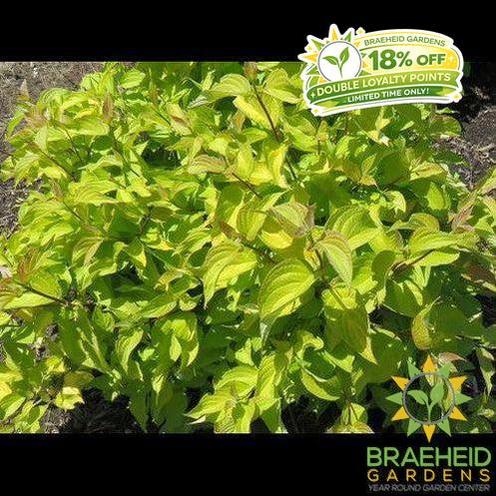 Neon Burst Dogwood