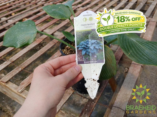 Hosta 'Halcyon' -NO SHIP -