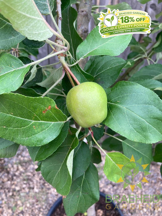 Honeycrisp Apple- Tree for sale, Grown in Grande Prairie -Braeheid Gardens Ltd. on Emerson Trail