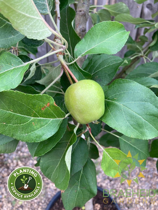 Honeycrisp Apple- Tree for sale, Grown in Grande Prairie -Braeheid Gardens Ltd. on Emerson Trail
