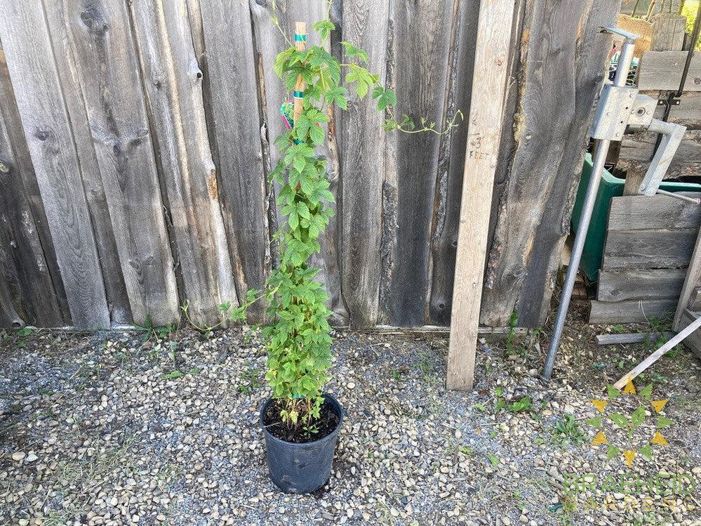 Hops