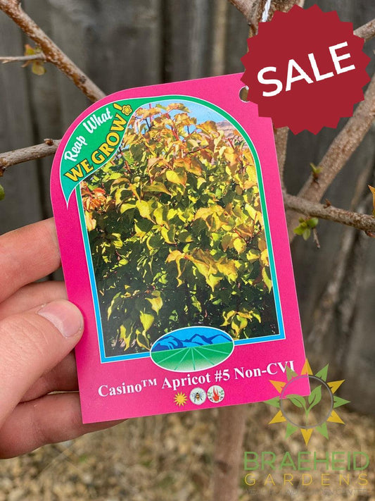 Casino™ Apricot- Tree for sale, Grown in Grande Prairie -Braeheid Gardens Ltd. on Emerson Trail