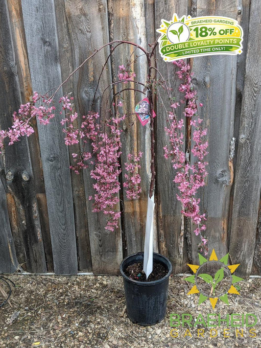 Rosy Glo Weeping Crabapple- Tree for sale, Grown in Grande Prairie -Braeheid Gardens Ltd. on Emerson Trail