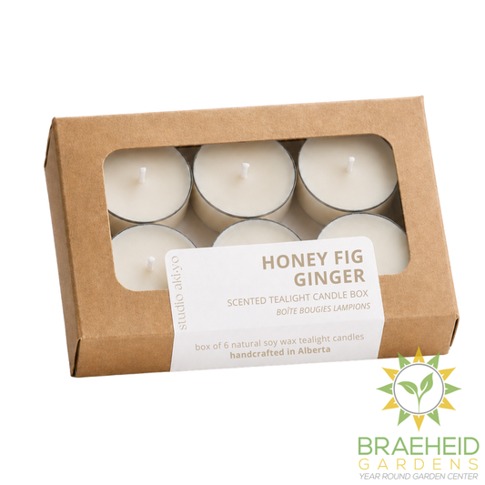 Honey Fig Ginger Tealight Candle Box of 6 | Hygge Home