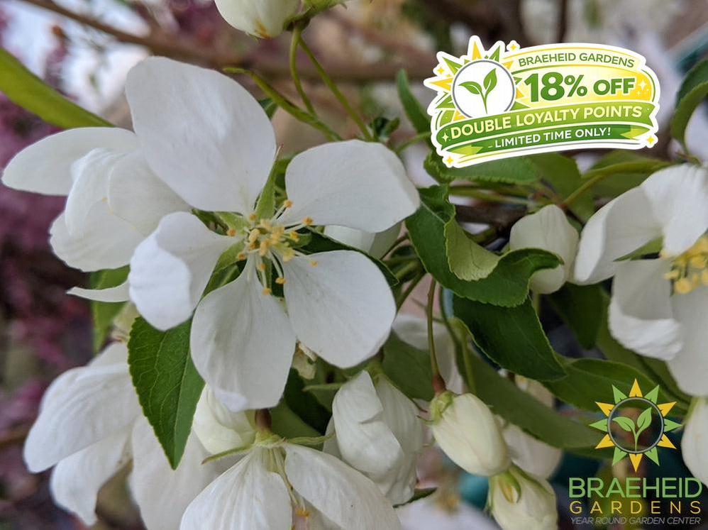 Spring Snow Crabapple (No-Fruit)- Tree for sale, Grown in Grande Prairie -Braeheid Gardens Ltd. on Emerson Trail