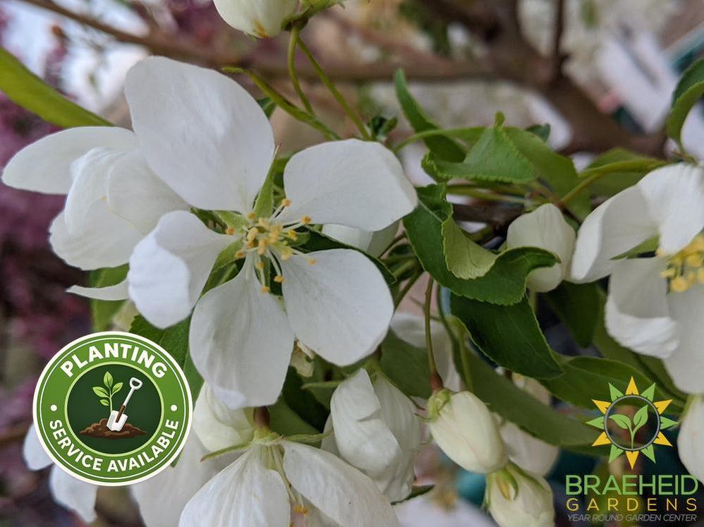 Spring Snow Crabapple (No-Fruit)- Tree for sale, Grown in Grande Prairie -Braeheid Gardens Ltd. on Emerson Trail