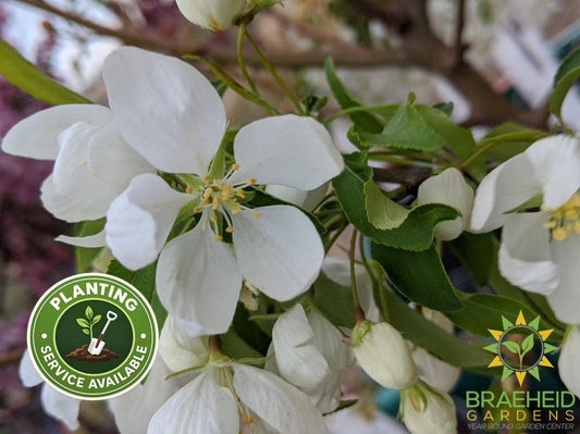 Spring Snow Crabapple (No-Fruit)- Tree for sale, Grown in Grande Prairie -Braeheid Gardens Ltd. on Emerson Trail