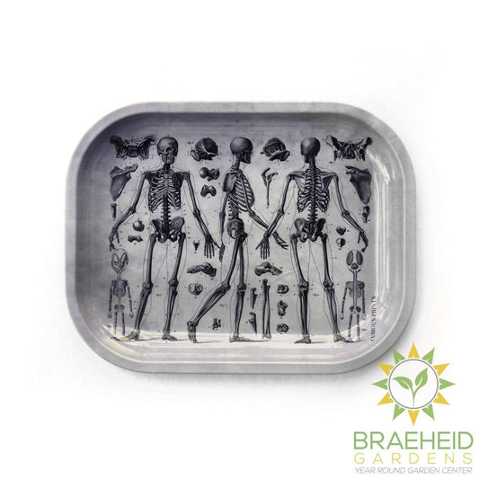 Small Metal Skeleton Diagram Trinket Tray / Vintage Anatomy
