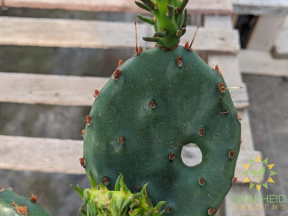 Opuntia Humifusa - Cold Hardy