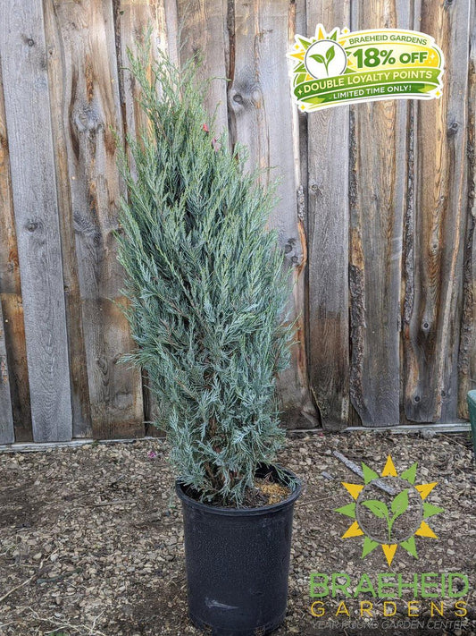 Moonglow Juniper