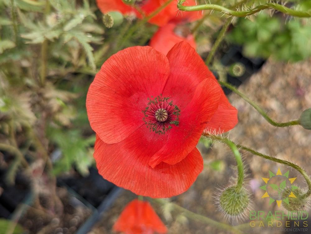 Flanders Field Poppy  - NO SHIP -