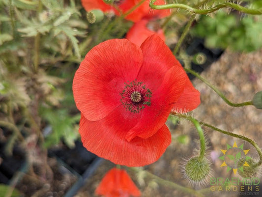Flanders Field Poppy  - NO SHIP -