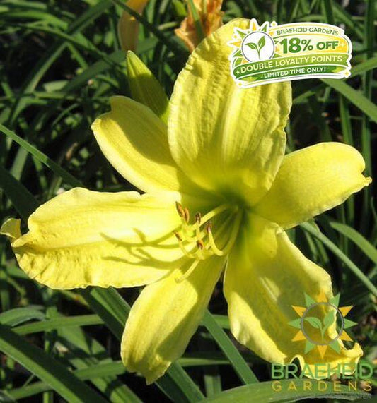 Hyperion Daylily