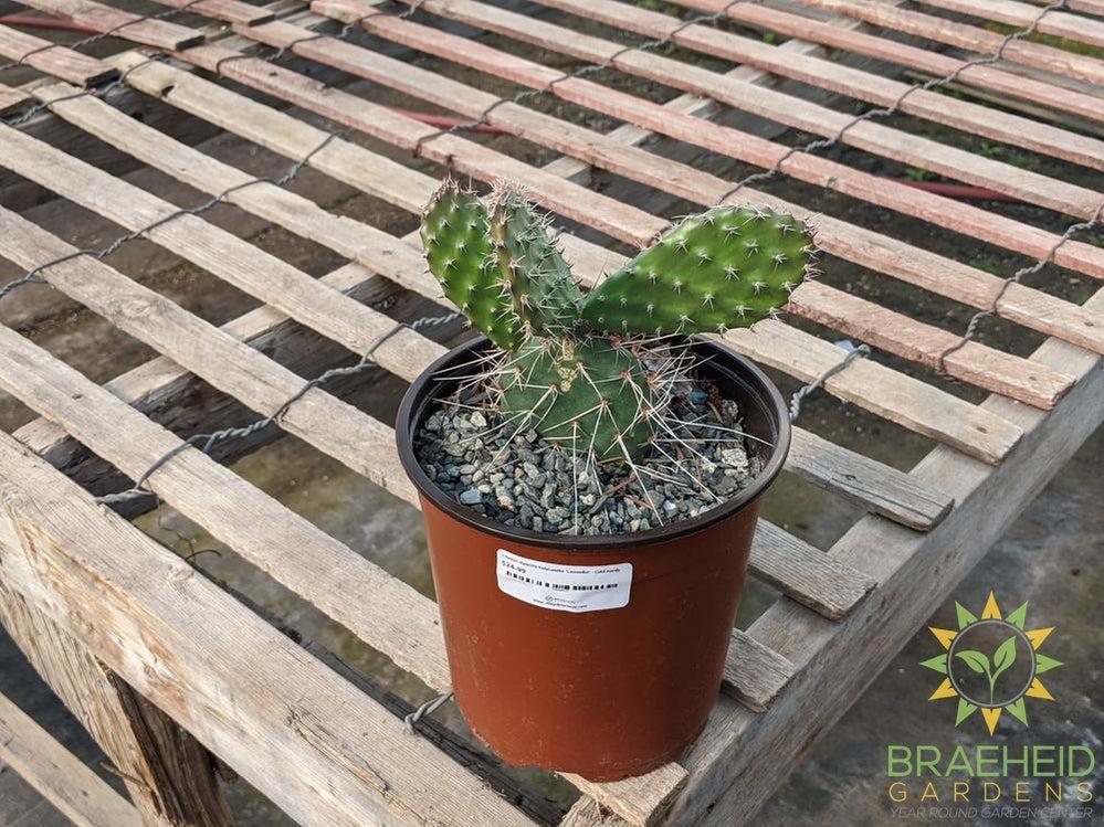 Opuntia Polycantha 'Lavender' - Cold Hardy