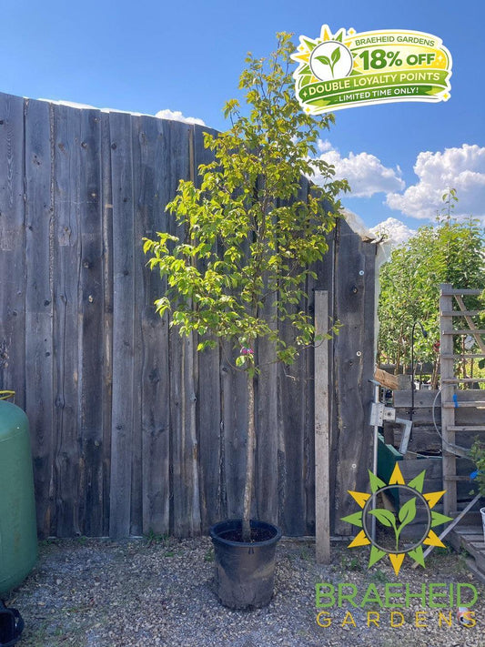Ironwood Tree- Tree for sale, Grown in Grande Prairie -Braeheid Gardens Ltd. on Emerson Trail