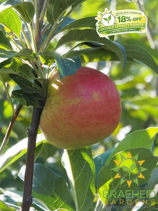 Zestar!® Apple - NO SHIP- Tree for sale, Grown in Grande Prairie -Braeheid Gardens Ltd. on Emerson Trail