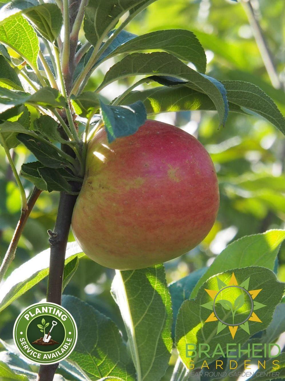 Zestar!® Apple - NO SHIP- Tree for sale, Grown in Grande Prairie -Braeheid Gardens Ltd. on Emerson Trail