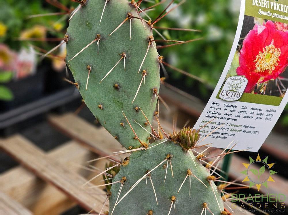 Desert Prickly Pear Red- NO SHIP