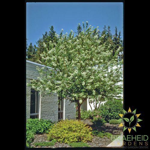 Amur Cherry Tree- Tree for sale, Grown in Grande Prairie -Braeheid Gardens Ltd. on Emerson Trail