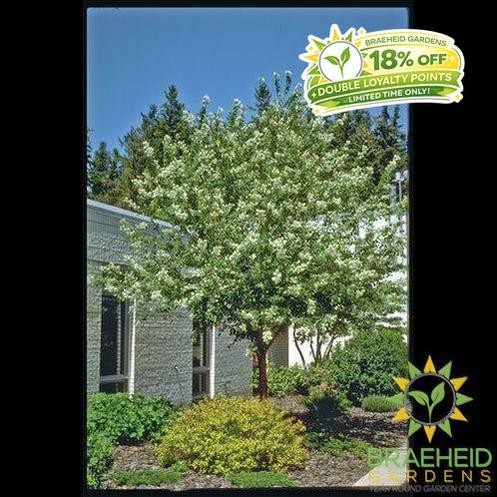 Amur Cherry Tree- Tree for sale, Grown in Grande Prairie -Braeheid Gardens Ltd. on Emerson Trail