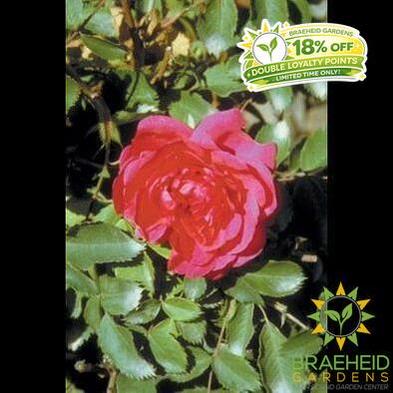 Morden Ruby Rose